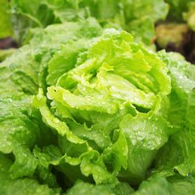 生态生菜 | 绿家自产*ecological lettuce | Self-production