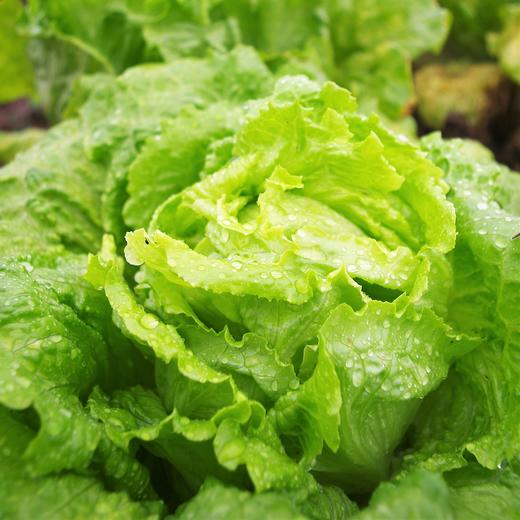 生态生菜 | 绿家自产*ecological lettuce | Self-production 商品图0