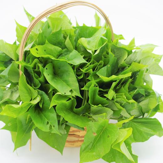 生态红薯苗 | 绿家自产* Eco-Sweet potato seedling | Self-production 商品图1