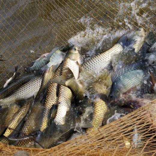 绿家自产 | 生态鱼份额 商品图0