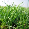 生态韭菜团购 | 绿家自产* Eco-Chinese chives | Self-production 商品缩略图0