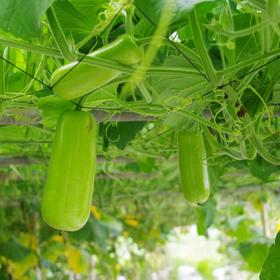 生态蒲瓜&节瓜箱（广州基地一件包邮） | 绿家自产*Eco-Ecological Lagenaria siceria & Zucchini | Self-production
