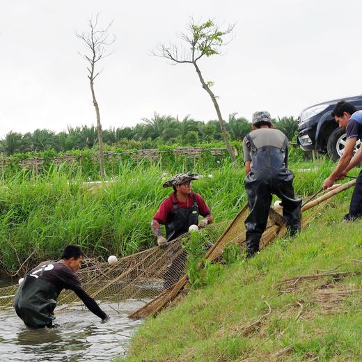 生态大草鱼  | 绿家自产 * Eco- Grass Carp | Self-production 商品图3