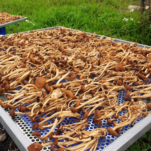 生态茶树菇干 | 绿家自产* Dried Arborization Eco-mushroom | Self-production 商品图2