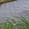 生态大草鱼  | 绿家自产 * Eco- Grass Carp | Self-production 商品缩略图2
