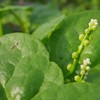 生态木耳菜 | 绿家自产* Eco-Malabar spinach | Self-production 商品缩略图2