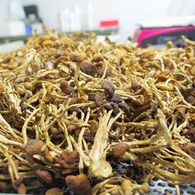 生态茶树菇干 | 绿家自产* Dried Arborization Eco-mushroom | Self-production