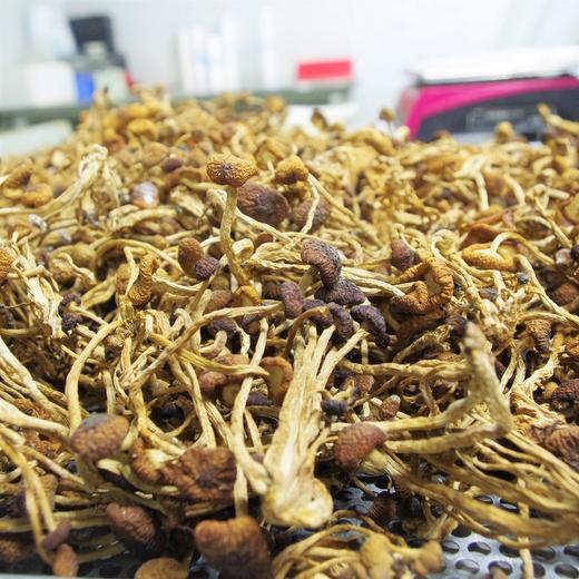 生态茶树菇干 | 绿家自产* Dried Arborization Eco-mushroom | Self-production 商品图0