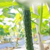 生态青瓜 | 绿家自产* Eco-cucumber | Self-production 商品缩略图1