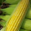 生态水果玉米 | 绿家自产*Organic sweet corn | Self-production 商品缩略图0