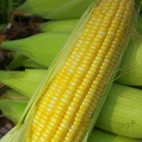 生态水果玉米 | 绿家自产*Organic sweet corn | Self-production