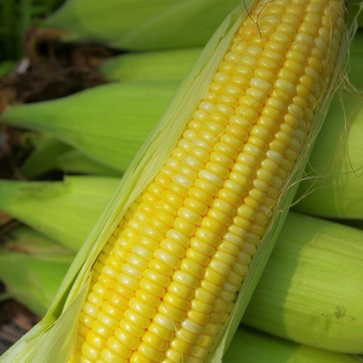 生态水果玉米 | 绿家自产*Organic sweet corn | Self-production 商品图0