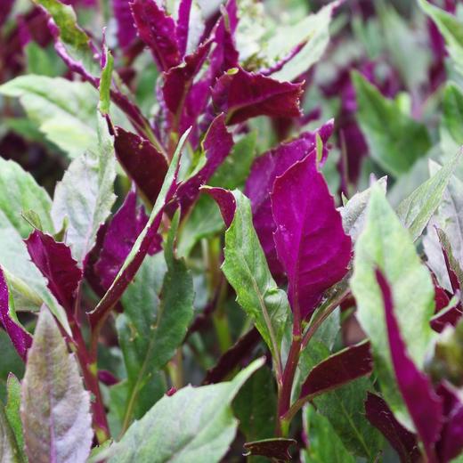 生态紫背菜 | 绿家自产* Eco-Gynura bicolor | Self-production 商品图1