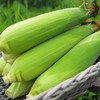 生态水果玉米 | 绿家自产*Organic sweet corn | Self-production 商品缩略图2