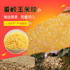 【宁商协作】秦岭玉米珍500g/袋 商品缩略图0