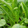 生态萝卜苗 | 绿家自产*Ecological turnip sprouts | Self-production 商品缩略图0