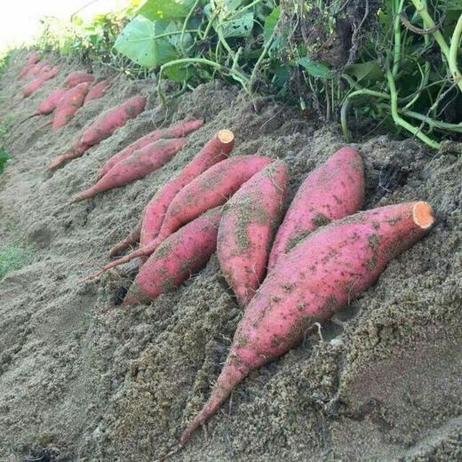 [最农公社]福建六鳌红薯沙地蜜薯带箱5斤小薯单果50-150g大薯单果150g起 商品图8