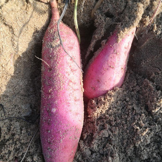 [最农公社]福建六鳌红薯沙地蜜薯带箱5斤小薯单果50-150g大薯单果150g起 商品图7