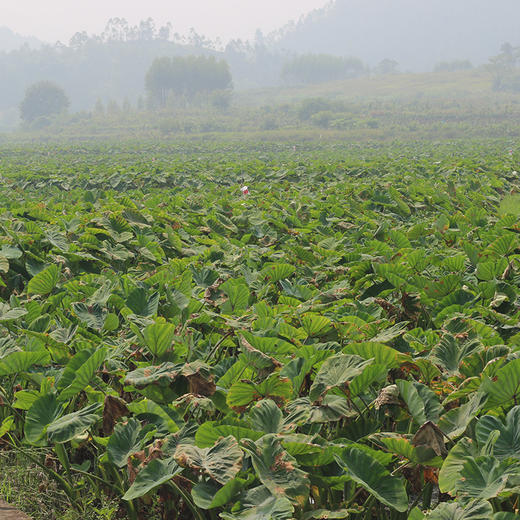 【粉糯黏嫩】广西荔浦芋头 商品图11