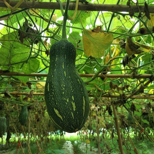 生态蜜本南瓜（切块） | 绿家自产*Eco-pumpkin | Self-production 商品图4