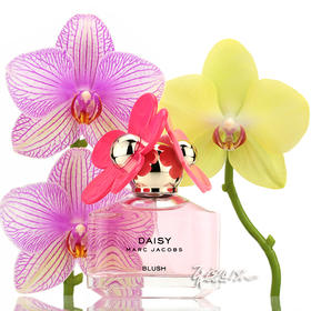 MARC JACOBS DAISY BLUSH粉色小雏菊淡香水 小样/正装