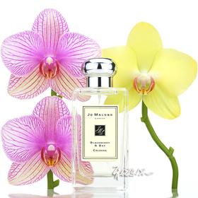 JO MALONE 祖马龙 祖玛珑 黑莓与月桂香水 小样/正装