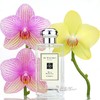 祖马龙 祖玛珑 蓝风铃香水 JO MALONE wild bluebell 小样/正装 商品缩略图0