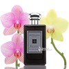 祖马龙 祖玛珑 黑琥珀与姜百合香水 jo malone 小样/正装 商品缩略图0