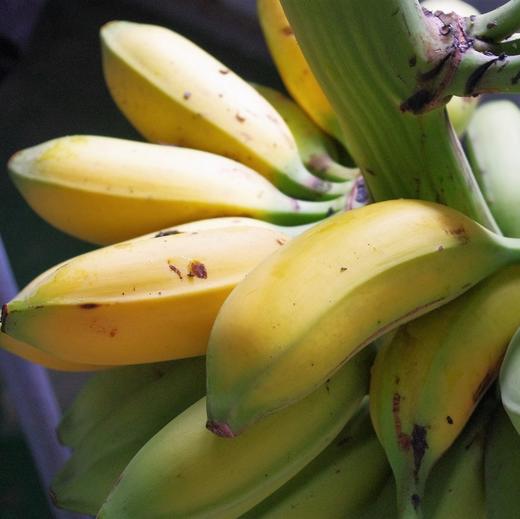 生态芭蕉（大蕉） | 绿家自产*Honest banana | Self-production 商品图1