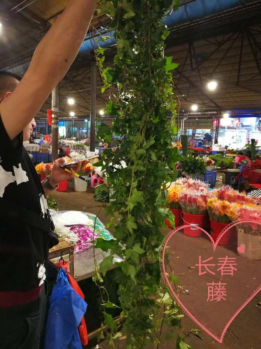 常春藤 （鲜切）扎 商品图4