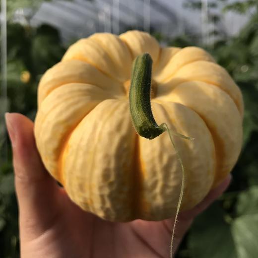 【益点田自产】黄贝贝南瓜5斤装 粉甜糯