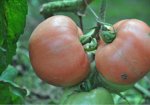 新鲜现摘有机蔬菜草莓西红柿500g番茄欧盟有机认证 商品图6