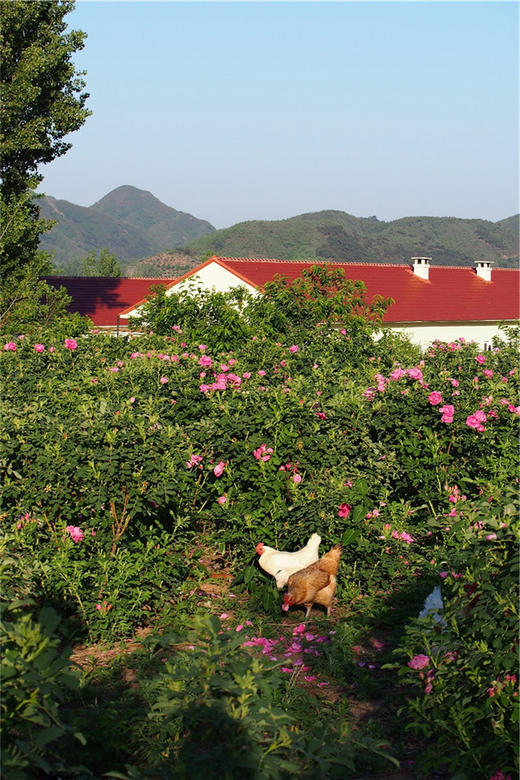 净田社客房预定-----咨询电话/微信：13911456276（张姗姗） 商品图2