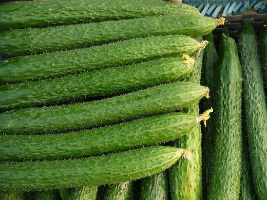 青瓜（20g） 商品图0