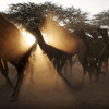 【11月印度】印度骆驼节+瓦拉纳西恒河排灯节 商品缩略图2