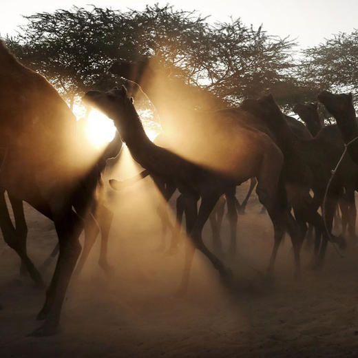 【11月印度】印度骆驼节+瓦拉纳西恒河排灯节 商品图2