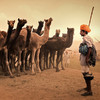 【11月印度】印度骆驼节+瓦拉纳西恒河排灯节 商品缩略图1