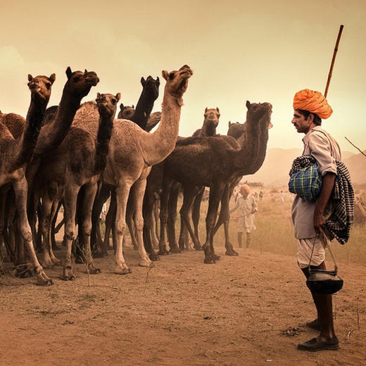 【11月印度】印度骆驼节+瓦拉纳西恒河排灯节 商品图1