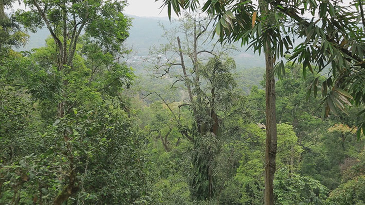 茶香记 滑竹梁子古春 云南勐宋 普洱生茶 百年古树料 生津止渴 耐泡