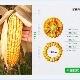 国审品种野风160