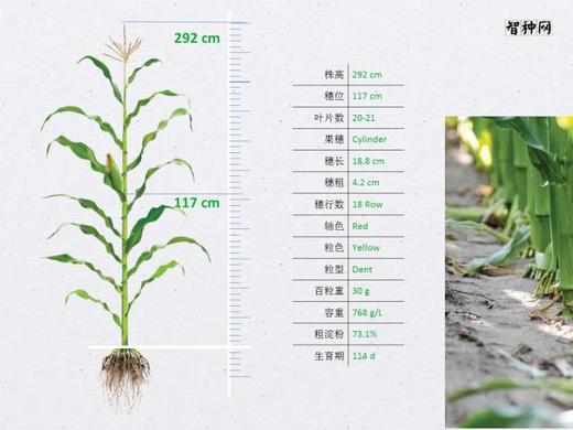 国审品种野风160 商品图1