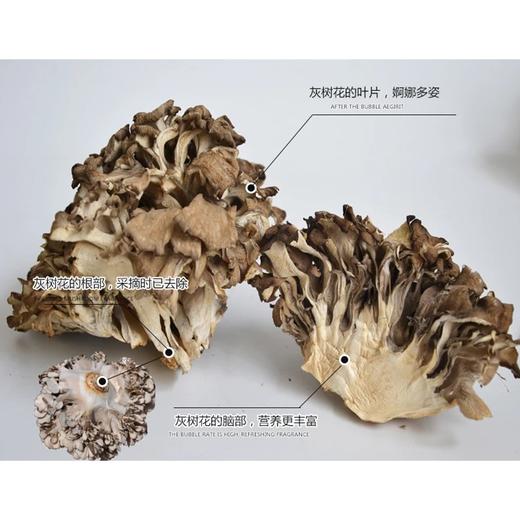 古田灰树菇250克/包   舞茸 肉脆味香 商品图3