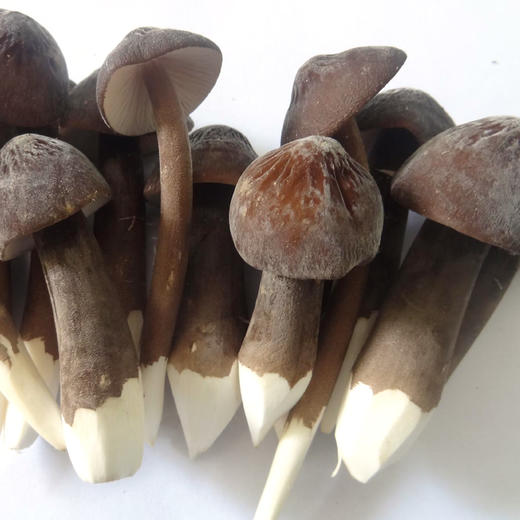 黑鸡枞蘑菇 蘑菇 原生态种植无污染 食用菌 药食兼备 500g/份