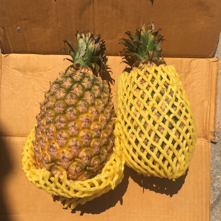 台湾牛奶菠萝2颗份绿皮即可食用辽宁包邮