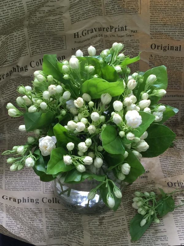 昆明直发3人团5色混小菊9枝25元起团长奖励茉莉花1扎全国包邮顺丰中通