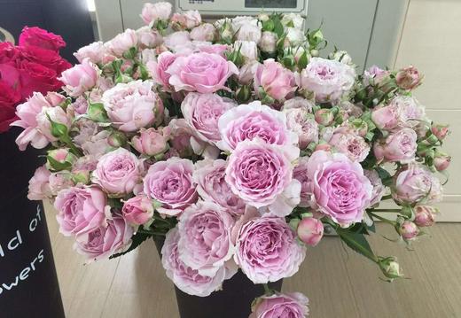 【昆明直发】国产多头玫瑰:香香公主(易损,介意者慎购!