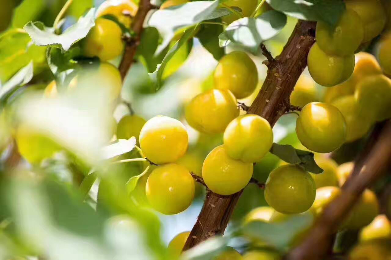 正宗新疆轮台小白杏天山雪水浇灌杏味足甜度高看看什么才是轮台产区的