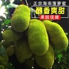 【京东】海南菠萝蜜热带水果现摘现发又香又甜15-29斤1个包邮 商品缩略图0