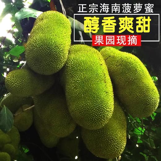 【京东】海南菠萝蜜热带水果现摘现发又香又甜15-29斤1个包邮 商品图0