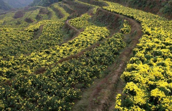 买两盒金丝皇菊送一份水果茶秋季养生解燥饮品